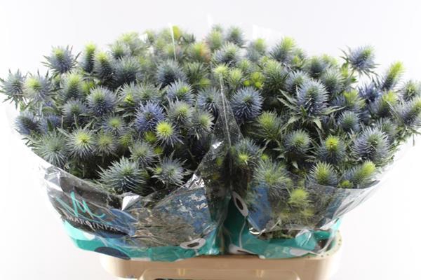 <h4>Eryng Supernova L 80</h4>