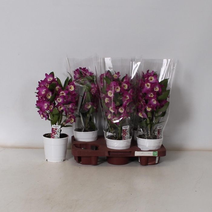 <h4>DEND NOBILE</h4>