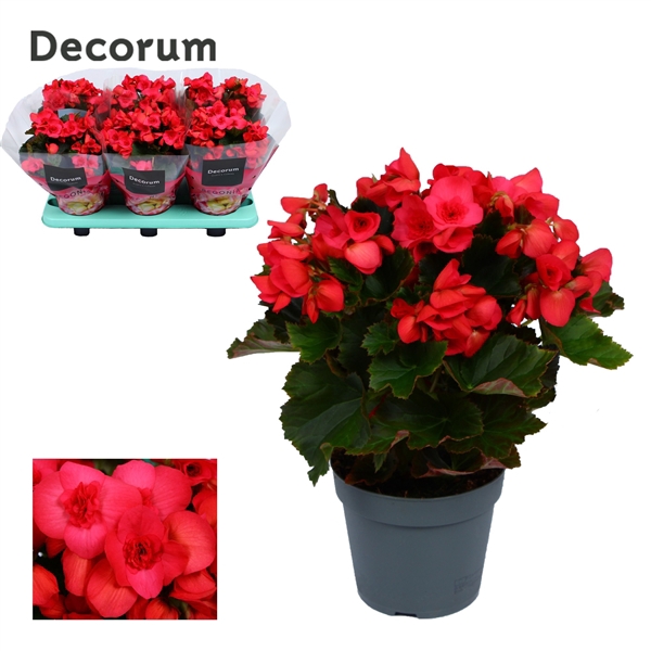 <h4>Begonia 14 cm Serena paars Decorum</h4>