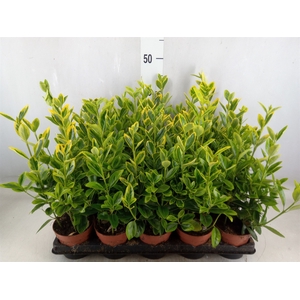 Euonymus japon. 'Aureus'