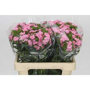 Dianthus Br Princess