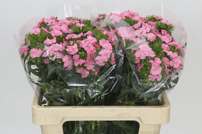 <h4>Dianthus Br Princess</h4>