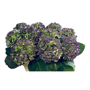 HYDR M CH VERE BL CL