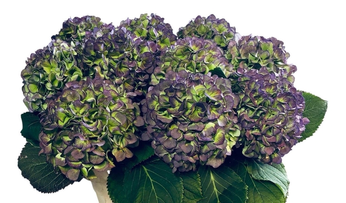 <h4>HYDR M CH VERE BL CL</h4>