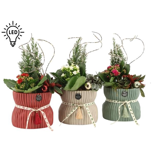<h4>61569: X-Mas arrangement</h4>