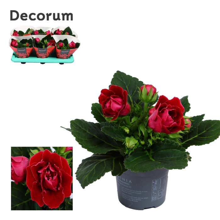 <h4>Gloxinia Sonata red 13 cm Decorum</h4>