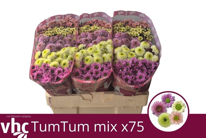 <h4>CHRYSANTHEMUM SA  MIX TUM TUM</h4>