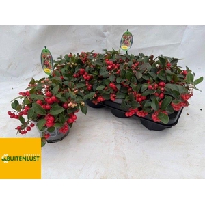 Gaulth Pr Big Berry P13