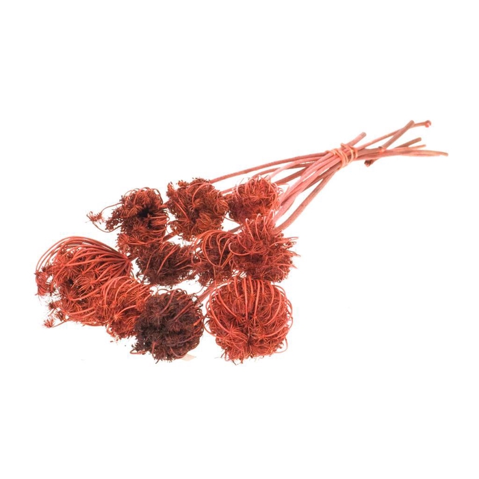 <h4>Ammi Majus Burnt Orange</h4>
