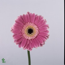 Lilium Or Entertainer 17cm