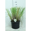 Cortaderia selloana