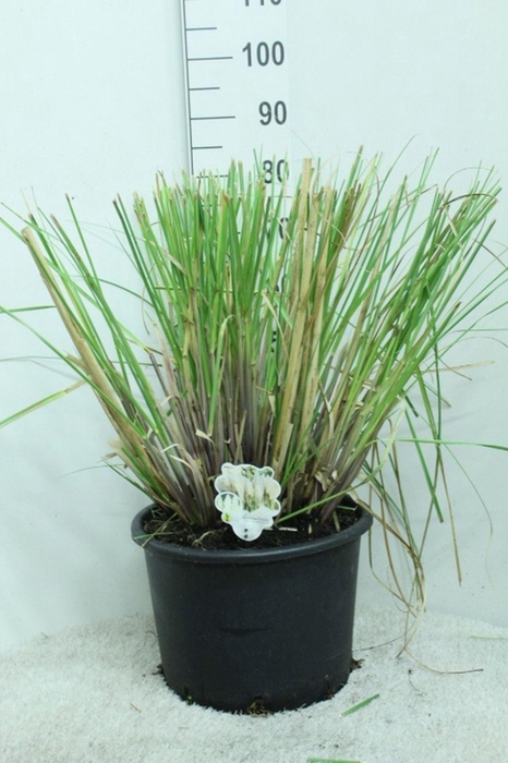 Cortaderia selloana