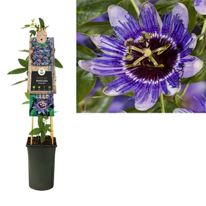 Passiflora 'Purple Haze' +3.0 label