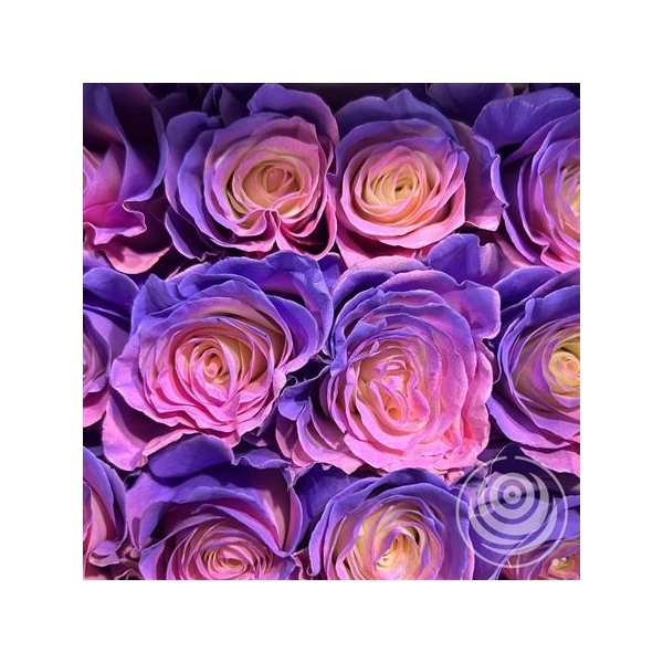 <h4>R Eq Rainbow Purple Mix</h4>