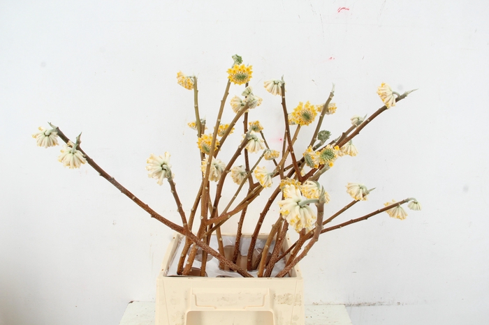 <h4>EDGEWORTHIA EXCLUSIEF</h4>