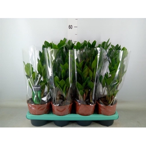 Zamioculcas zamiifolia