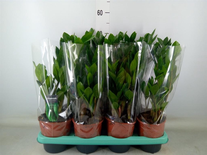 <h4>Zamioculcas zamiifolia</h4>