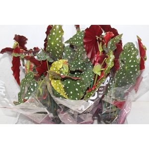 BEGONIA MACULATA P15 PO