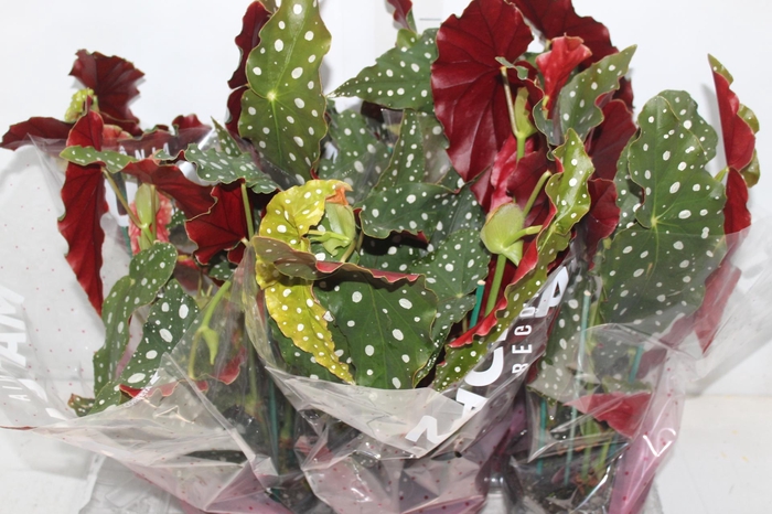 <h4>BEGONIA MACULATA P15 PO</h4>