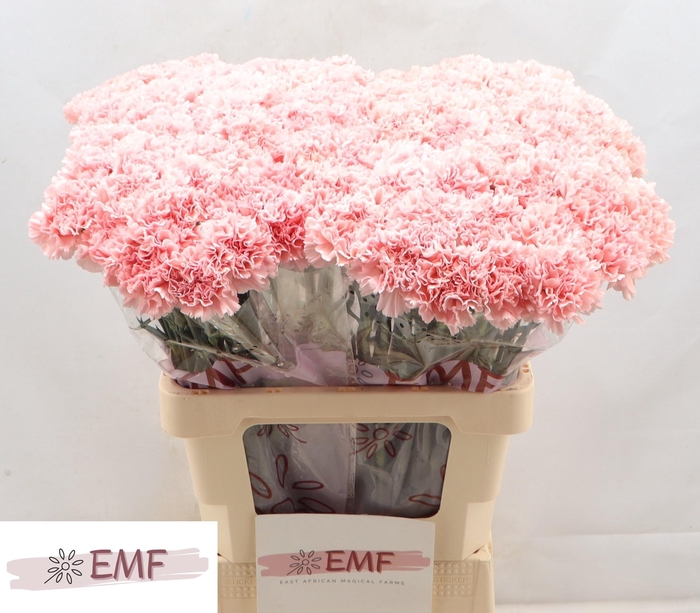 <h4>DI ST JODIE</h4>