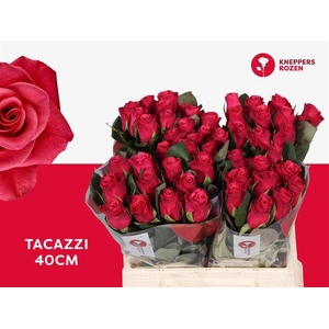 R GR TACAZZI+
