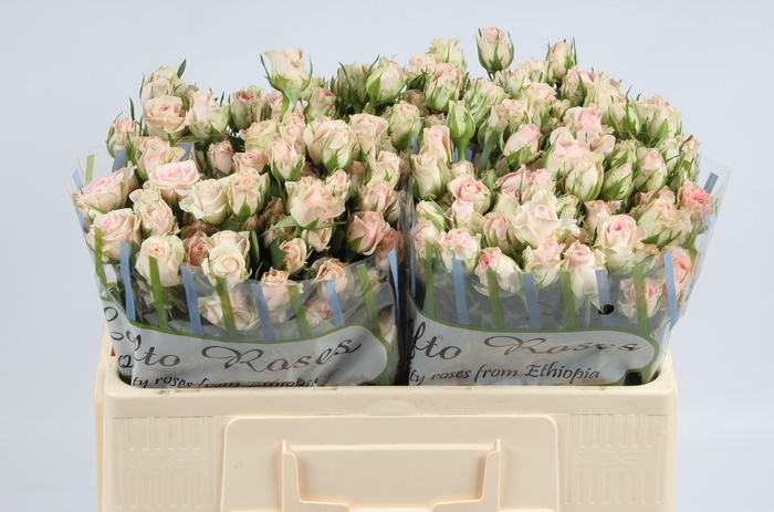 <h4>R TR GOOD MOOD</h4>