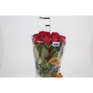 ROSA RED ALERT(R) 060 CM ESTUFA