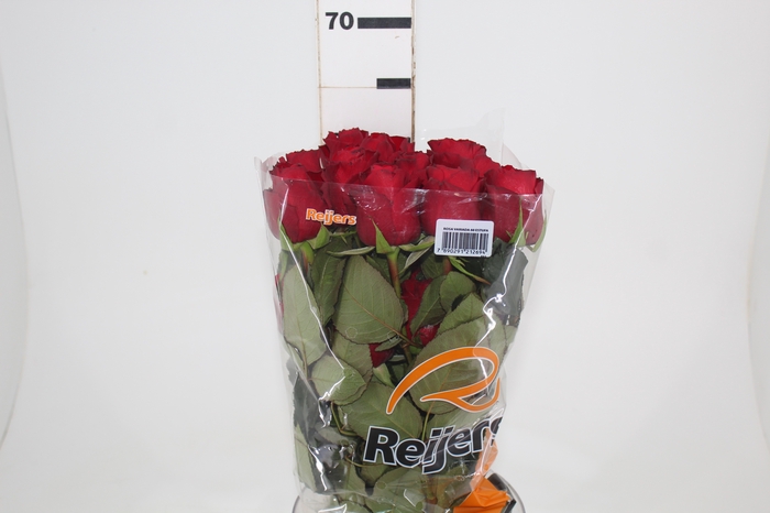 <h4>ROSA RED ALERT(R) 060 CM ESTUFA</h4>