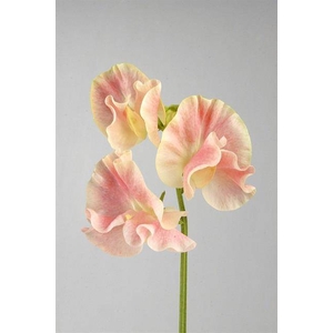 LATHYRUS OD MISTY CHAMPAGNE