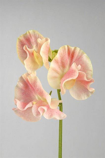 <h4>LATHYRUS OD MISTY CHAMPAGNE</h4>