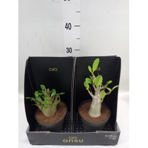 Adenium NB 'Ansu Baobab'