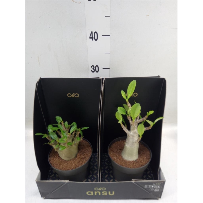 <h4>Adenium NB 'Ansu Baobab'</h4>