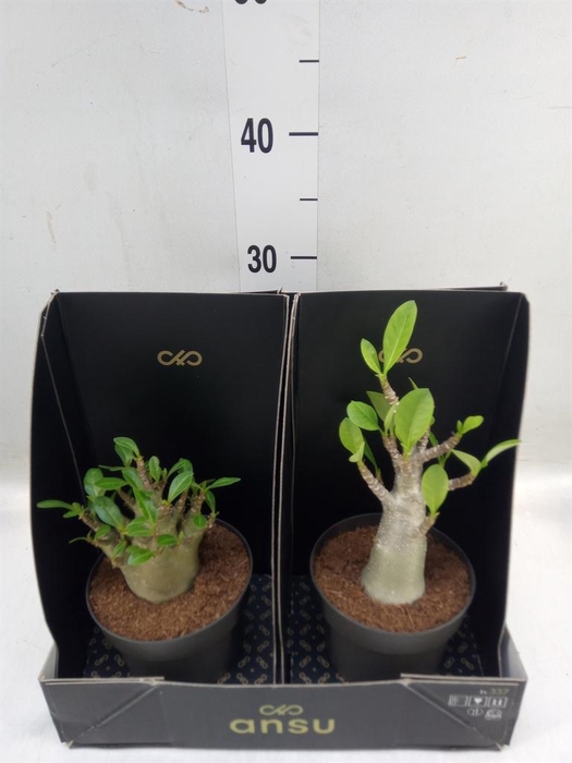 <h4>Adenium NB 'Ansu Baobab'</h4>