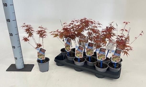 <h4>ACER PA PHOENIX</h4>