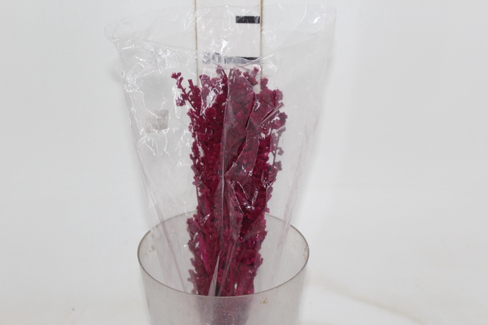 <h4>DEDO DE ANJO VERMELHO FLOR DESIDRATADA BUQUE FLORES SECAS</h4>