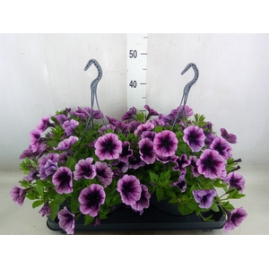 Petunia  'Surfinia'   ...mix