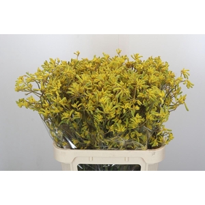 Anigozanthos Bush Down