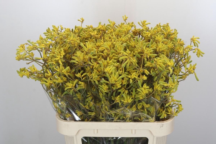 <h4>Anigozanthos Bush Down</h4>