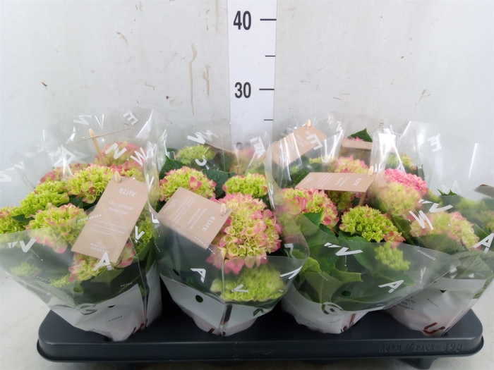 <h4>Hydrangea mac. 'Tabletensia'</h4>