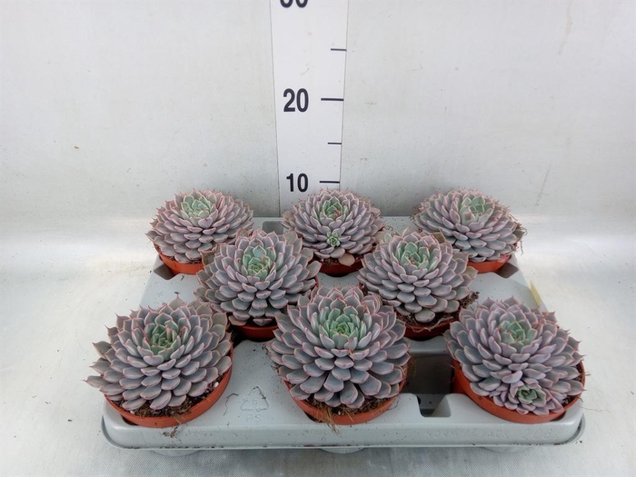 <h4>Echeveria cuspidata</h4>