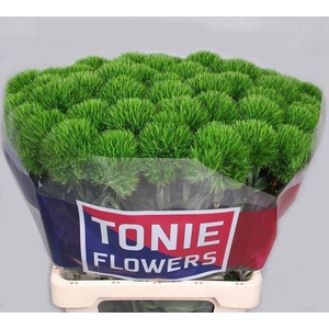 DIANTHUS BARB. 'KIWI MELLOW'