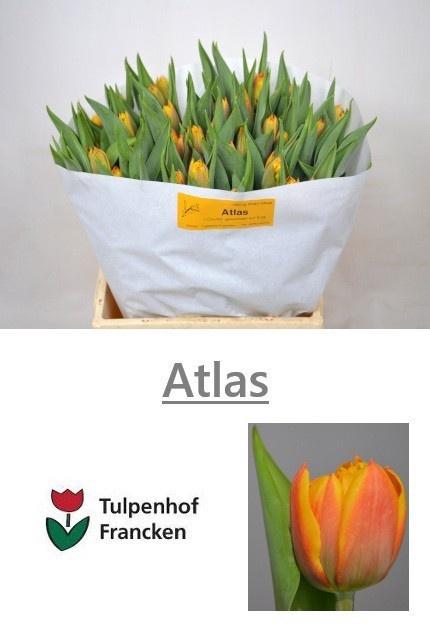 <h4>TU DU ATLAS</h4>