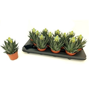 Aloe Tiki Tahi