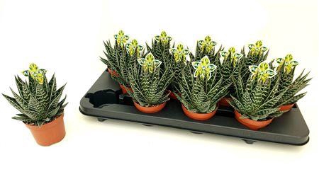 <h4>Aloe Tiki Tahi</h4>