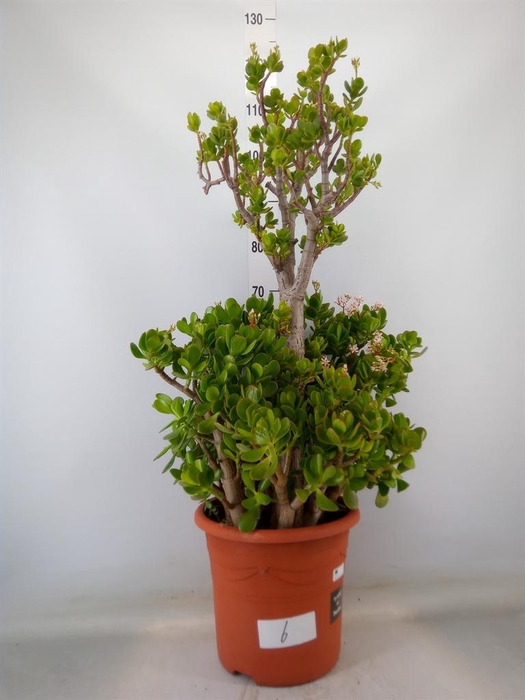 <h4>Crassula ovata</h4>
