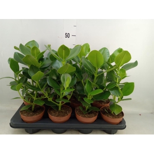 Clusia rosea 'Princess'