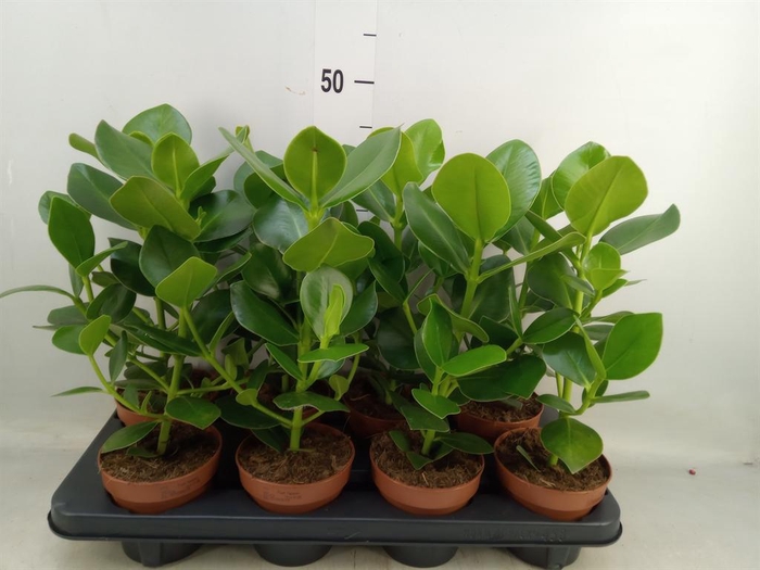 <h4>Clusia rosea 'Princess'</h4>