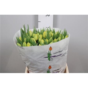 Tu Du Double Trouble