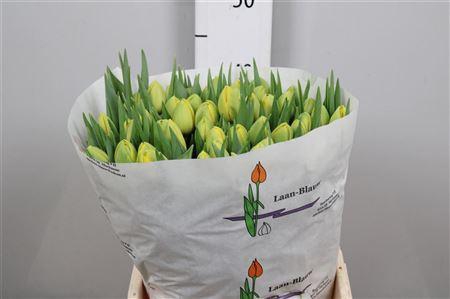 <h4>Tu Du Double Trouble</h4>