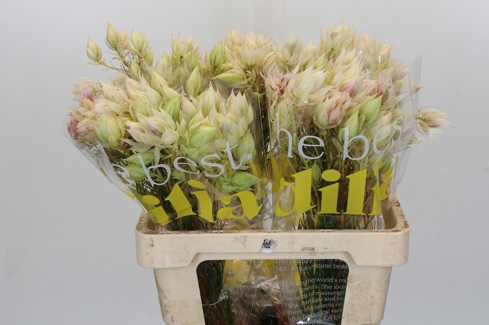 <h4>Blushing Bride 4/6 Flowers</h4>